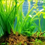 aquatic plants for indoor water gardens