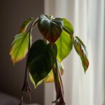 how to save a dying philodendron