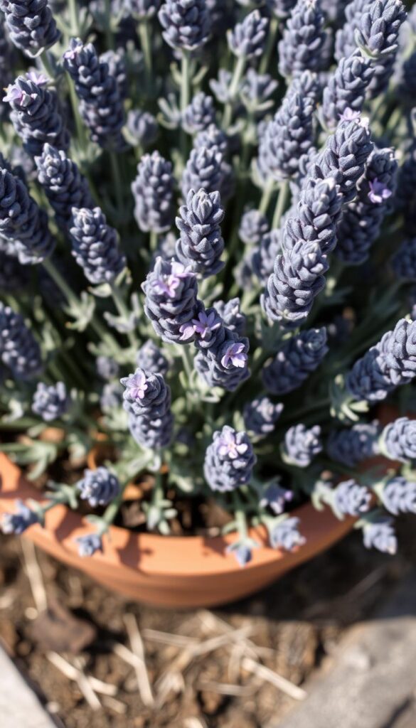 maintaining lavender plant