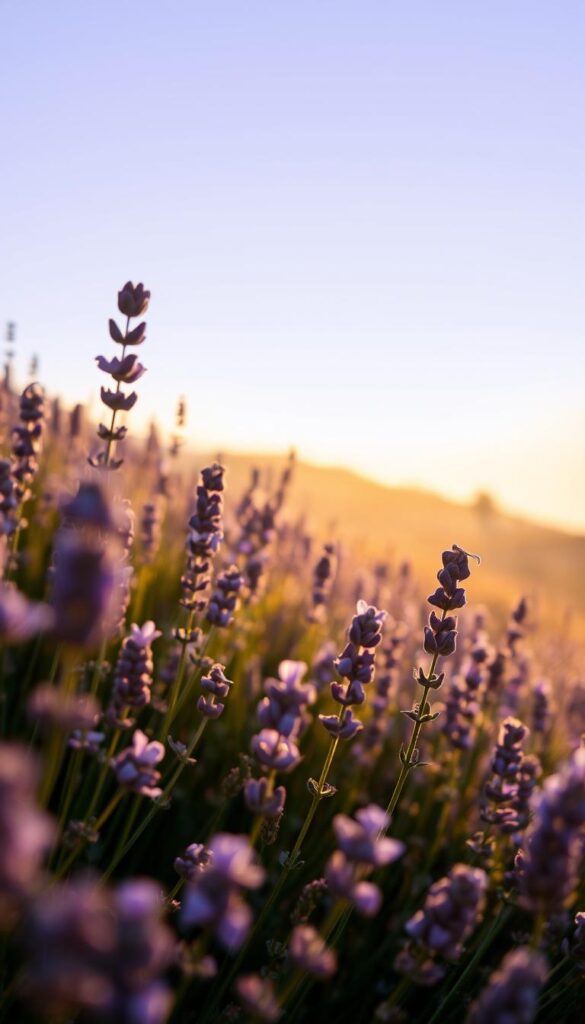 outdoor lavender lighting