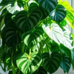 philodendron brandtianum care guide