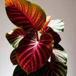 philodendron burle marx fantasy care guide