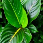 philodendron gloriosum care guide