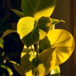 philodendron golden dragon care guide