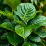 philodendron grazielae care guide