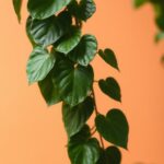 philodendron hederaceum care guide