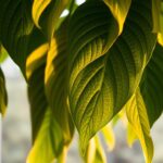 philodendron verrucosum care guide