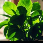 philodendron xanadu care guide