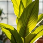 silver sword philodendron hastatum care guide