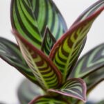 zz plant chameleon care guide