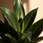 zz plant dark zamicro care guide